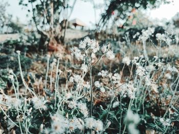 Close-up of wilted flowers on land