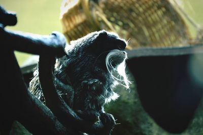 Emperor tamarin sitting on branch