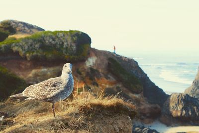 Bird perching on rock by sea against sky