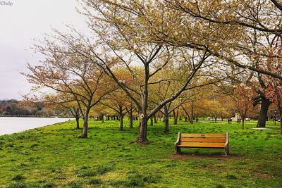 Trees by lake against sky during sunset