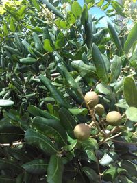 Close-up of fruits growing on tree