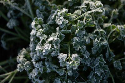 Close-up of frozen plant