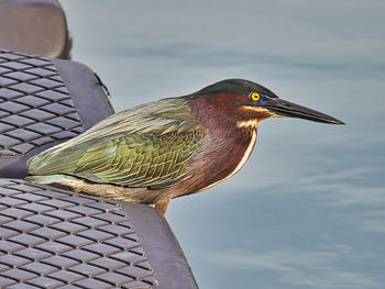 Close-up of bird perching