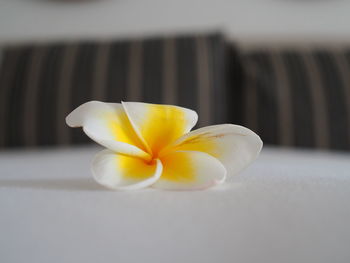 Close-up of white frangipani flower