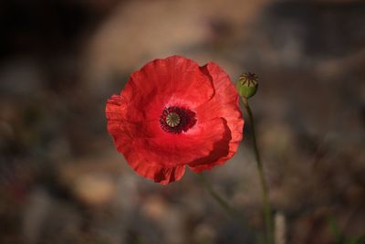 Close-up of red poppy flower