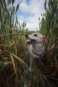 View of a dog on field