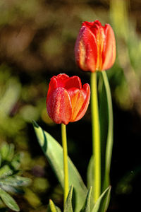 Close-up of red tulip