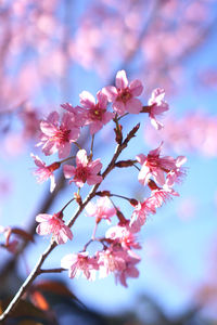 Close-up of pink cherry blossom