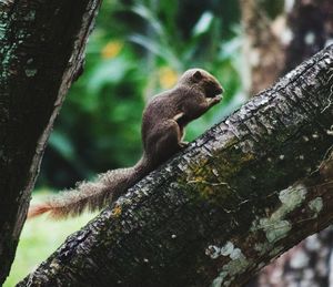 Close-up of lizard on tree trunk