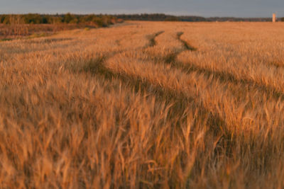 Scenic view of wheat field against sky