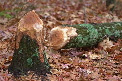 High angle view of fungus growing on fallen tree log in forest