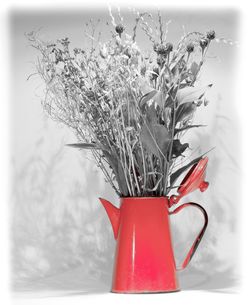 Close-up of red flowers