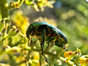 Close-up of insect on flower