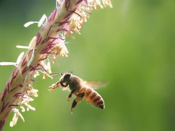 Close-up of honey bee pollinating flower