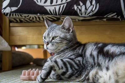 Close-up of a cat looking away at home