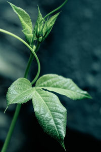 Close-up of green leaves