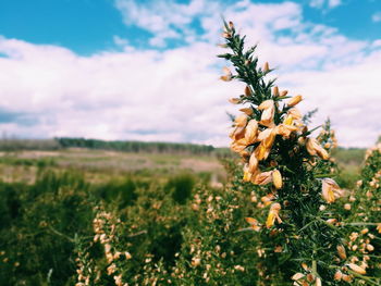 Close-up of yellow flowering plant against sky