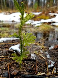 Close-up of plant