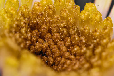 Close-up of fresh green leaf