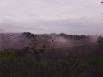 Close-up of plants against sky