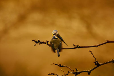 Close-up of bird perching on branch