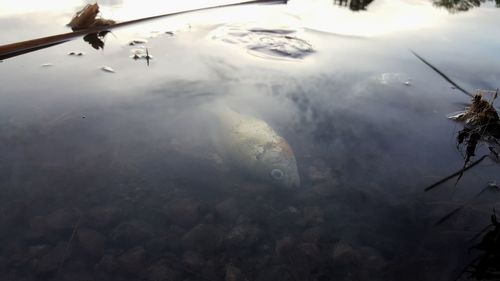 Reflection of trees in lake