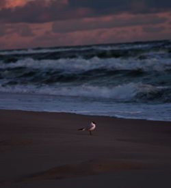 View of seagull on beach