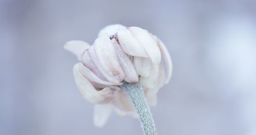 Close-up of flower against blurred background