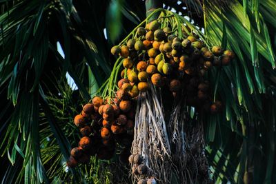 Low angle view of coconut palm tree