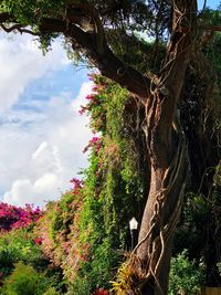 Low angle view of tree against sky