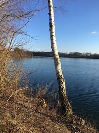 Bare tree by lake against sky