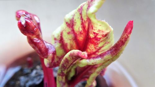 Close-up of water drop on flower