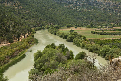 River flowing through forest