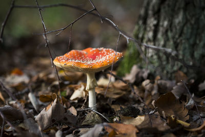 Close-up of mushroom growing on field