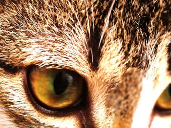 Close-up portrait of cat