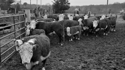 Cows grazing on field