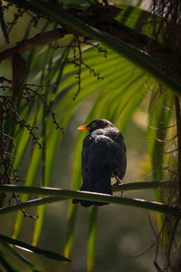 Bird perching on tree trunk