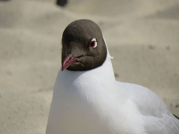 Close-up of seagull