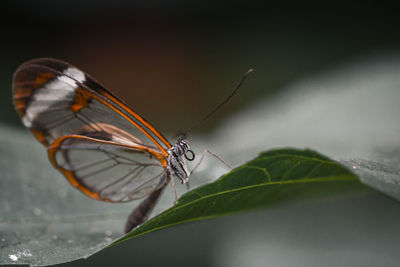 Glassing butterfly on a leaf
