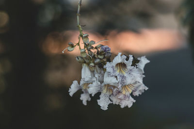 Close-up of wilted flower plant