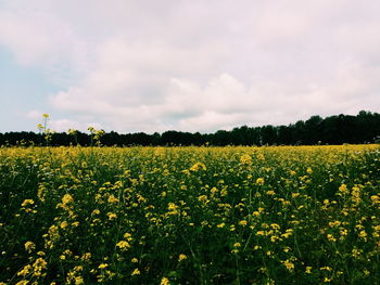 Scenic view of field against sky