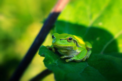 Close-up of frog on leaf