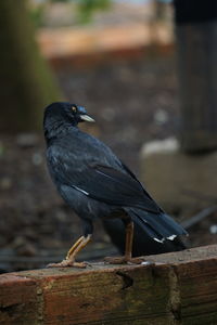 Close-up of bird perching on wood
