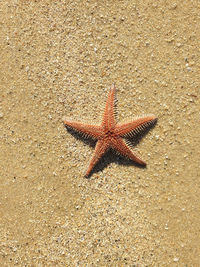 High angle view of starfish on beach