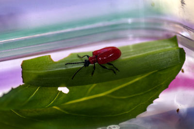 Close-up of insect on leaf
