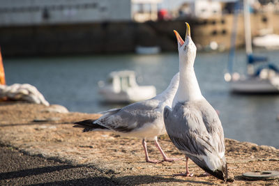 Seagull perching on a wall