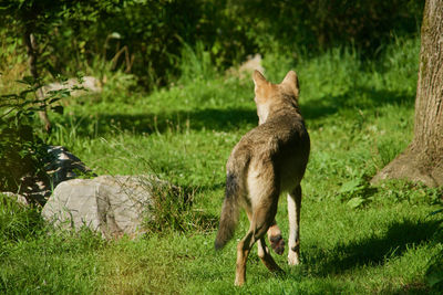 View of a wolf on field