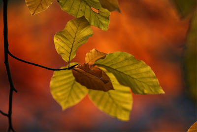 Close-up of autumnal leaves