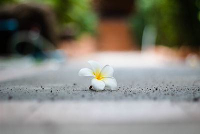 Close-up of white flowering plant