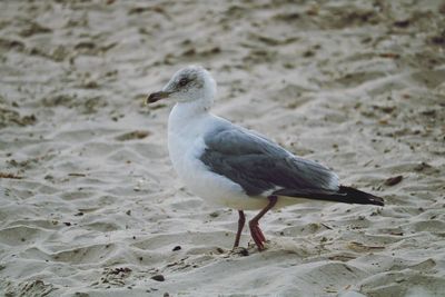 Close-up of seagull on sand